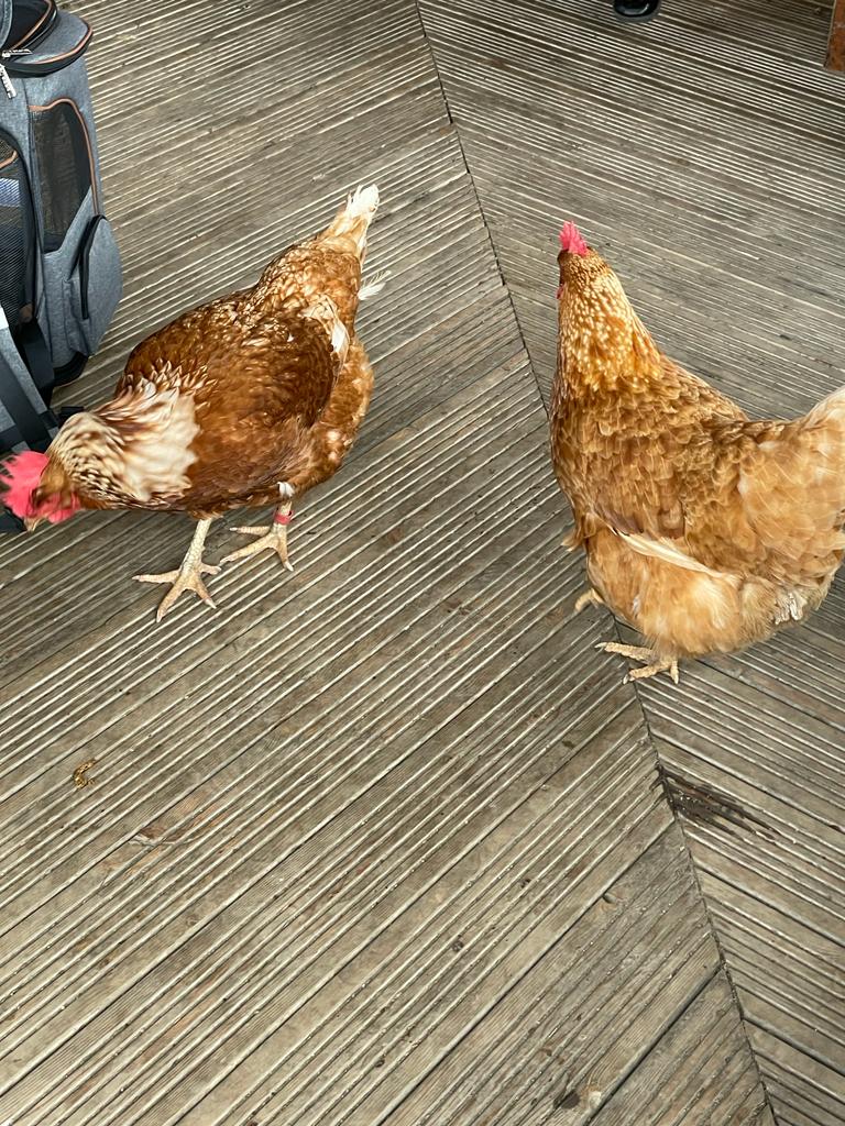 So today we said goodbye to our chicks who left to go to their new home with Mrs Marshall our chair of governors. Mrs Marshall even brought Rhubarb and Violet back to school to meet the children. Rhubarb and Violet were our chicks two years ago- They have grown so much!