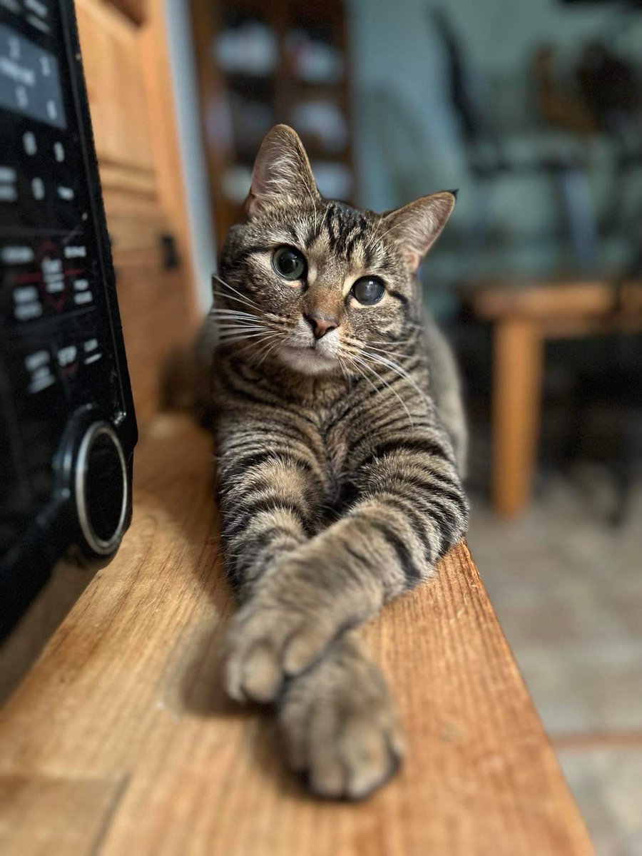 mommy says I pose very nicely 🥰❤️