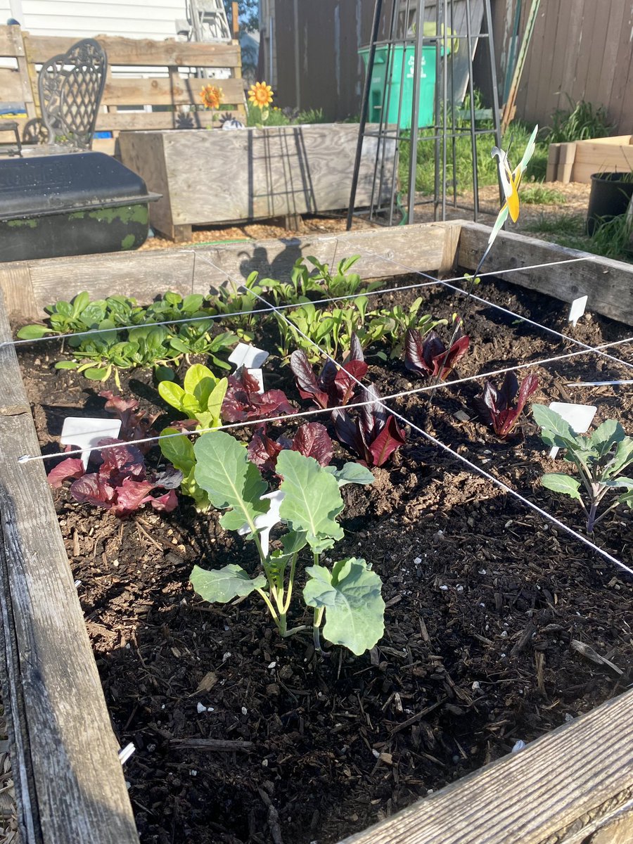 digicodermon's tweet photo. Honestly got nothing computer / work related done this week. Been setting up my garden and getting my vegetables planted though!

 🌻🌻🌱🌱🌱🌻🌻 https://t.co/7pbw2xAsS5