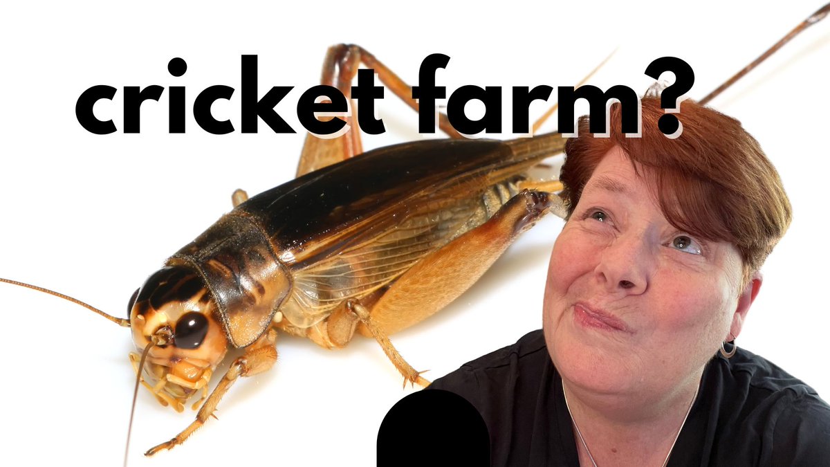 Took til the fourth season of the podcast, but we are talking cricket farming and crickets as food on the latest episode of the podcast. I definitely learned some things! 

link.chtbl.com/cricketfarm?si…
