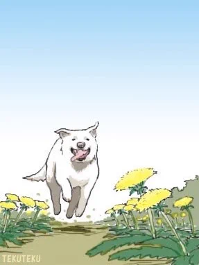 タンポポの咲く広い野原をリード無しで自由に駆け回るわんこ(ただし私有地で周囲には絶対に外に出てしまうことのない柵がある)ワン #犬好き #illustration #オリジナルイラスト