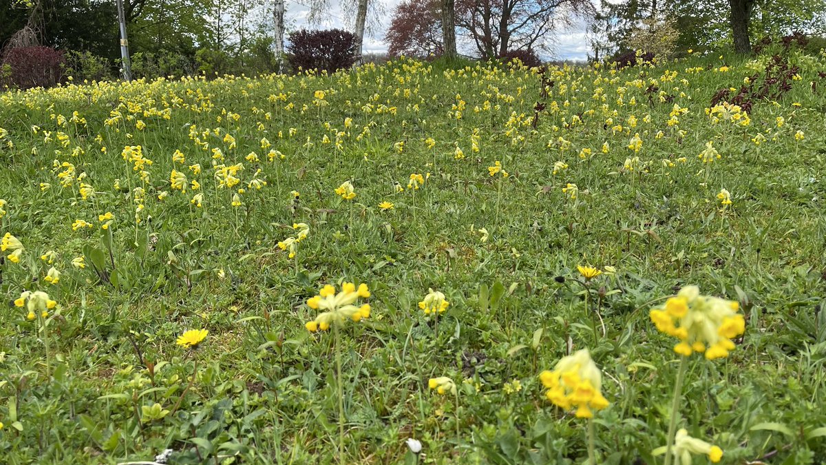 Here we go, no mow! This used to be a patch of very poor “lawn” we gave up doing anything to it and were rewarded with wild flowers all year, starting with the Cowslips out now. #NoMowMay (ok I know it’s still April) #WildAboutGardens