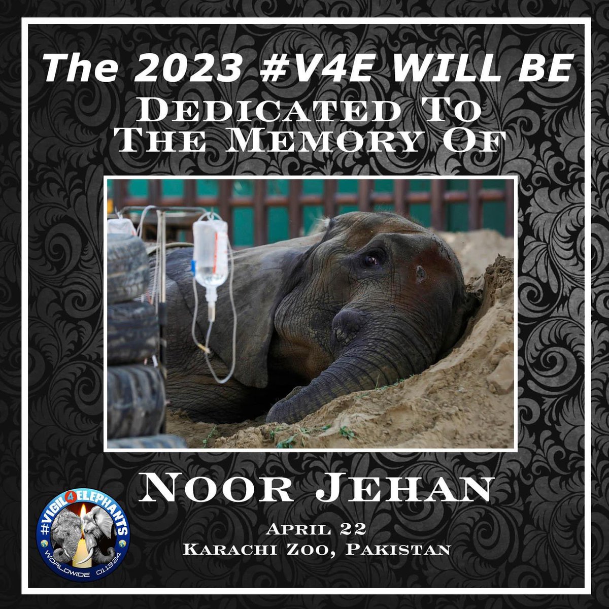 The admins of the Vigil4Elephants page have all agreed that the 2023 Vigil will be in the memory of Noor Jehan. May she rest in peace 😢💔 #NoorJehan #RIPNoorJehan #vigil4elephants #vigil4elephants2023