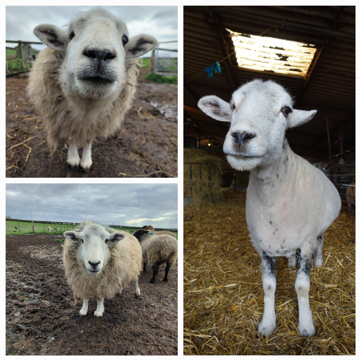 fars_sanctuary's tweet photo. Another transformation, as more of our woolly residents are treated to their spring/summer hairdos πβ Here is pretty Ms #PeggySheep, looking picture-perfect both before AND after πͺπ₯° (Hope you left coiffeurs Ben & Ellie a decent tip Peg πͺ!) #CompassionateShearing #RescueSheep https://t.co/RDzorKCTTN