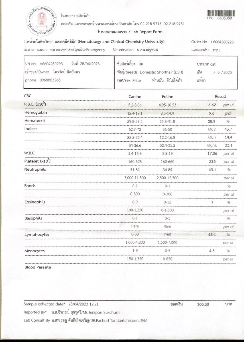 mook_swn's tweet image. หาค่าผ่ากระบังลมลูกแมวจรค่ะ 10,000฿ น้องต้องผ่าด่วนเพราะกำลังจะตาย ที่เราทำได้คือทำการกู้เงินออกมาสำหรับค่าพักฟื้นหลังผ่าเพราะต้องใส่เครื่องช่วยหายใจ 24 ชม 5 วัน ๆ ละ 3 พัน รออนุมัติผลอยู่ค่ะ SCB 422-068387-8 เสาวนีย์ นิลอัมพร #จอมขวัญ #พรรคก้าวไกลเบอร์31 #ตามหาจินจิ #โหนกระเเส