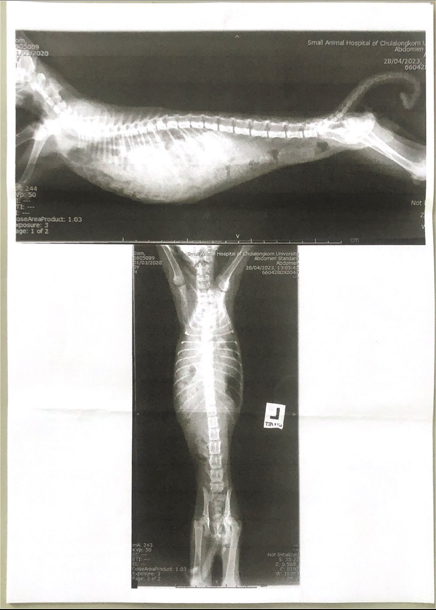 mook_swn's tweet image. หาค่าผ่ากระบังลมลูกแมวจรค่ะ 10,000฿ น้องต้องผ่าด่วนเพราะกำลังจะตาย ที่เราทำได้คือทำการกู้เงินออกมาสำหรับค่าพักฟื้นหลังผ่าเพราะต้องใส่เครื่องช่วยหายใจ 24 ชม 5 วัน ๆ ละ 3 พัน รออนุมัติผลอยู่ค่ะ SCB 422-068387-8 เสาวนีย์ นิลอัมพร #จอมขวัญ #พรรคก้าวไกลเบอร์31 #ตามหาจินจิ #โหนกระเเส