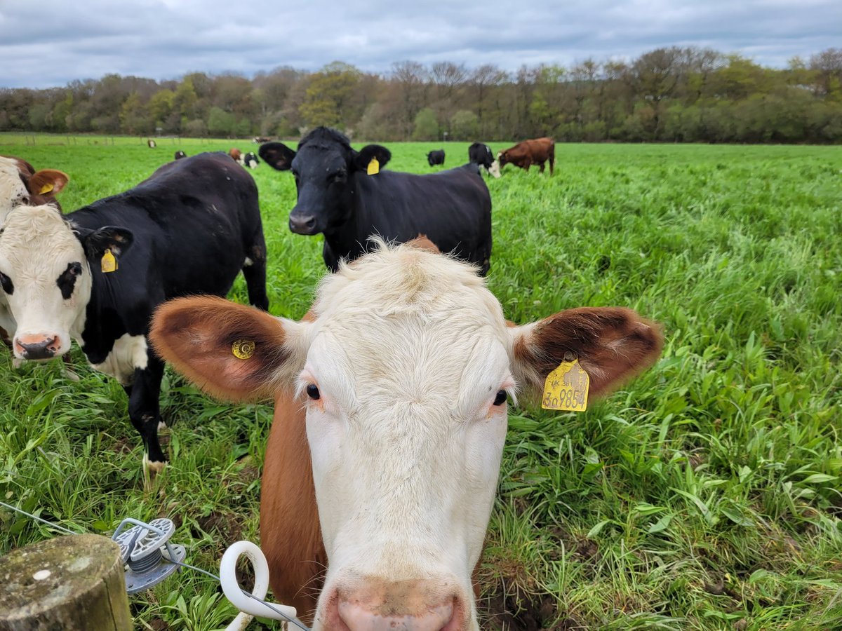 SamCook_IPM's tweet image. Thanks to @jordanarivero for hosting the @Rothamsted #AgZero+ protocols meeting - always great to visit Noth Wyke! This time we met the @bbsrc #GrowingHealth #TechnoGrazing cows on the #Rowden plots!