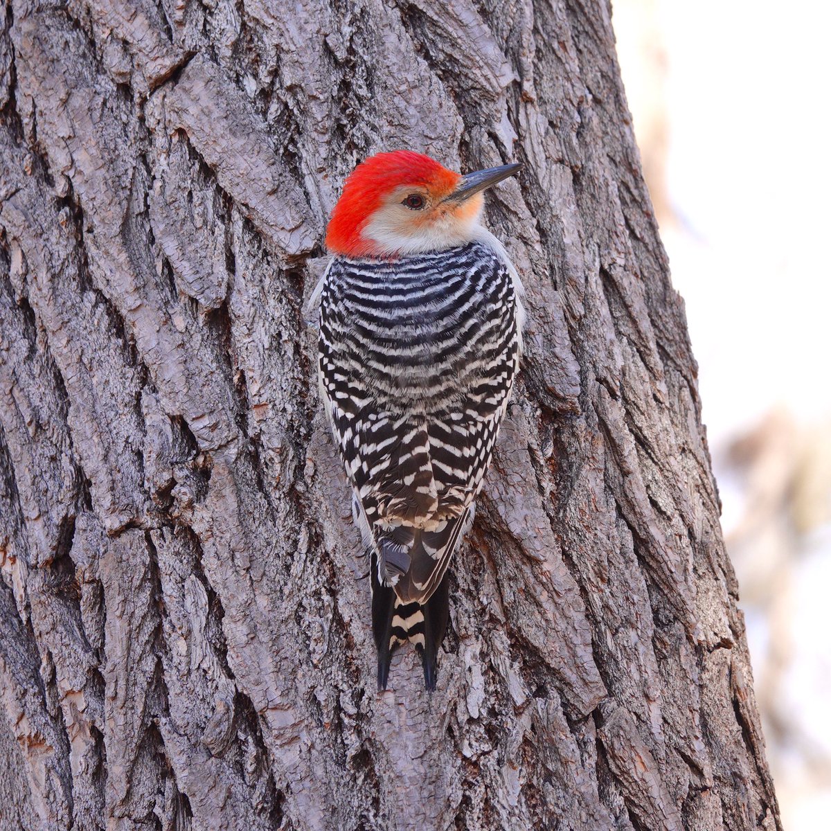 Saw this really bright and beautiful Red-bellied Woodpecker in the Ramble. I love the blush coloring around the bill. #redbelliedwoodpecker #woodpecker #birdphotography #centralparknyc #birdsofnyc #nycbirds #birdphotos #birdcp #birdcpp