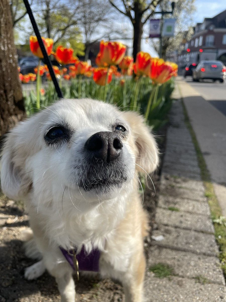 We went to see the tulips in my little town! Is so pretty right now!