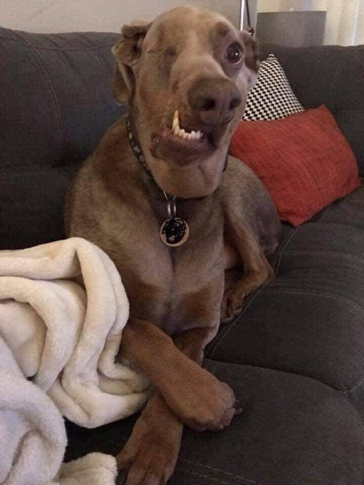 thehappydog_'s tweet image. We just adopted this handsome boy today. 😊❤️Say Hi to Brownie.