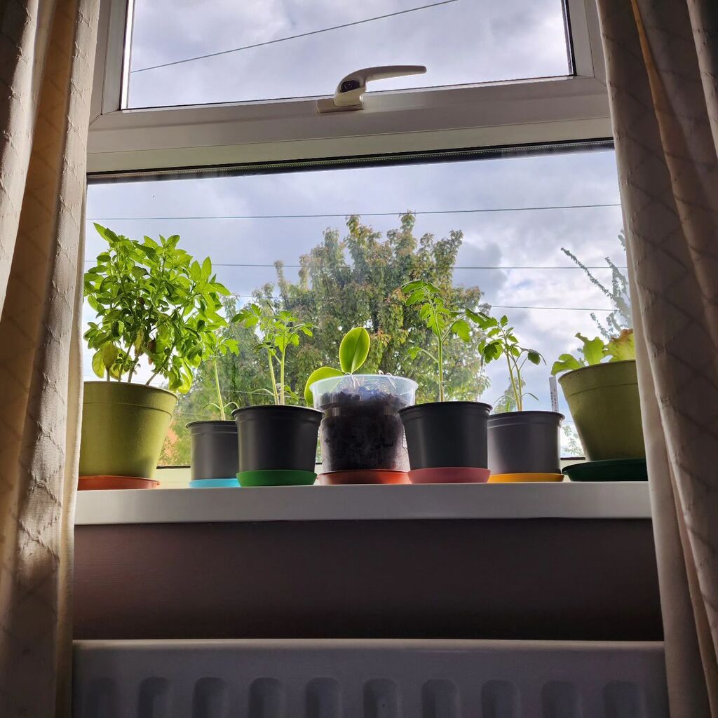 Window forest of basil, tomato seedlings, and lettuce. Soaking up the rays until it's warm enough to go outside 🌿 instagr.am/p/CrlZ2bGMlQs/
