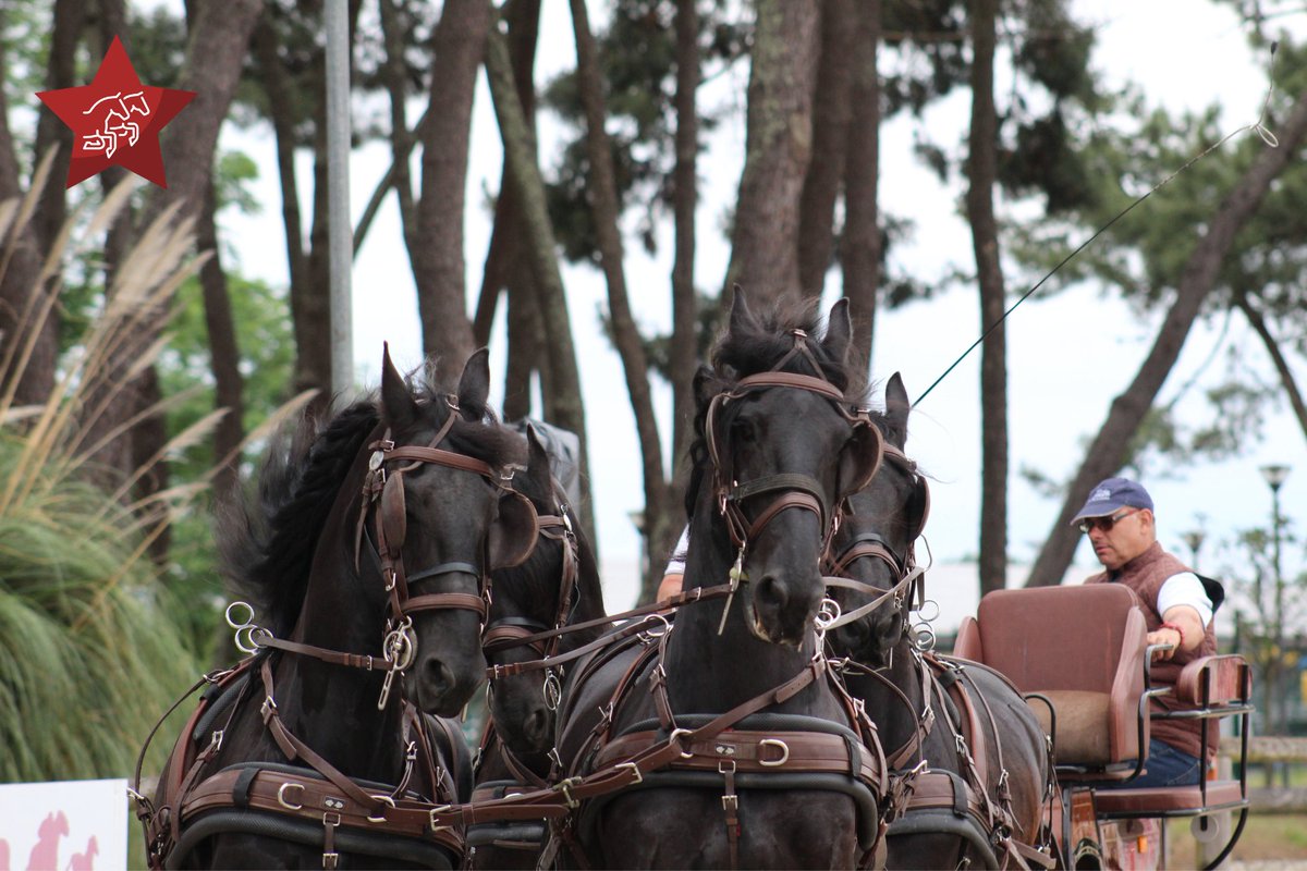 Agri_Aquitaine's tweet photo. Pendant 9 jours, venez découvrir les animations d'@Equitaine :
🏹Tir à l'arc à cheval
🏐Horse ball
🐎Challenge inter-lycées
🌙Concours d'attelage en nocturne
😊Équitation Éthique
👉https://t.co/RTMsqiflYJ
#SANA2023 #aquitanima #aimetonagri #ParlonsAgricultureNA #equitaine https://t.co/Ea9MoYhBC3