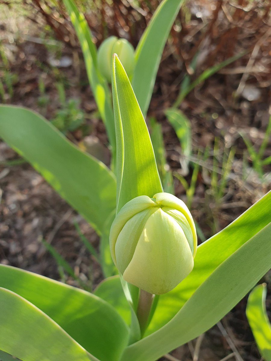 Kesä tulee - olen valmis!! 
Ihan ei taida mun tulppaanit vapuksi ehtiä mutta lähipäivinä kuitenkin. #kesä #piha #tulppaanit