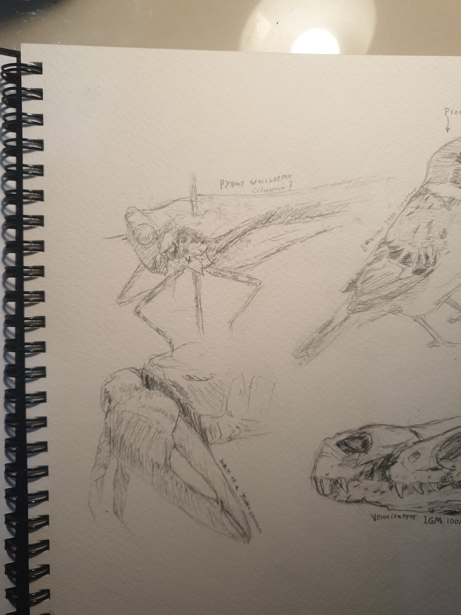 some invert sketches on a new sketchbook, both based on some specimens I have :p

full page in the replies lmao because there are some vertabrates :p

#InverteFest