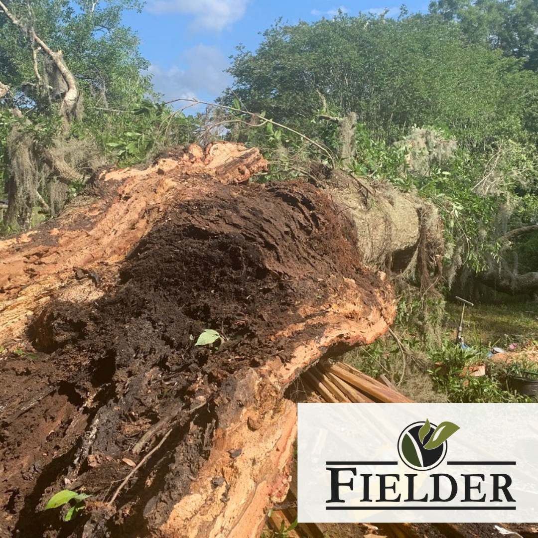 FielderTree's tweet image. Did last night&apos;s storm cause storm damage to your structure?🌲
Our team is on standby ready to assist you!

📲Call 850-224-LAND or  850-656-8737!
#OneTeamOneFamily #DownedTree #EmergencyTreeWork #StormDamage #Heretohelp