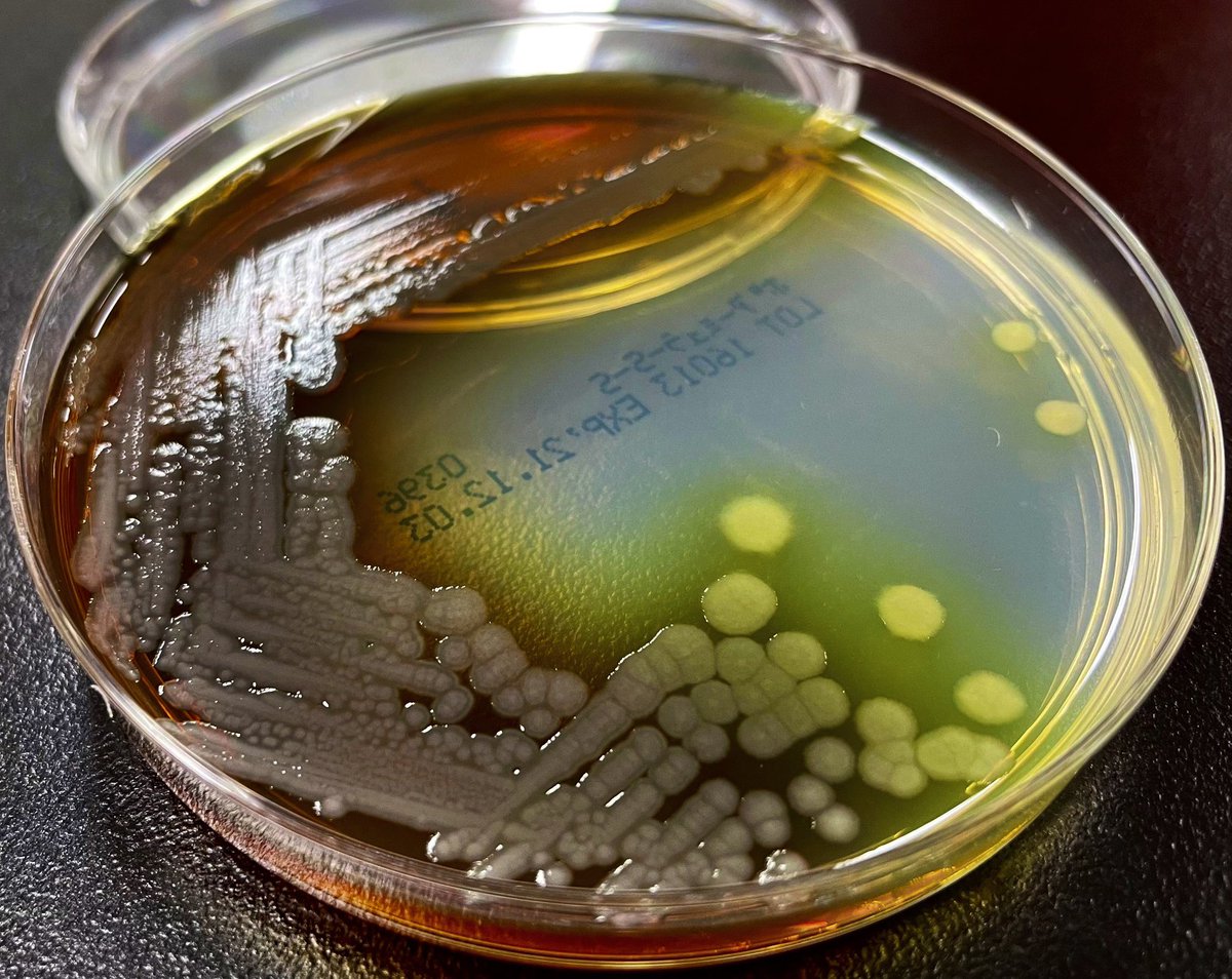 Pseudomonas aeruginosa...🔥🔥