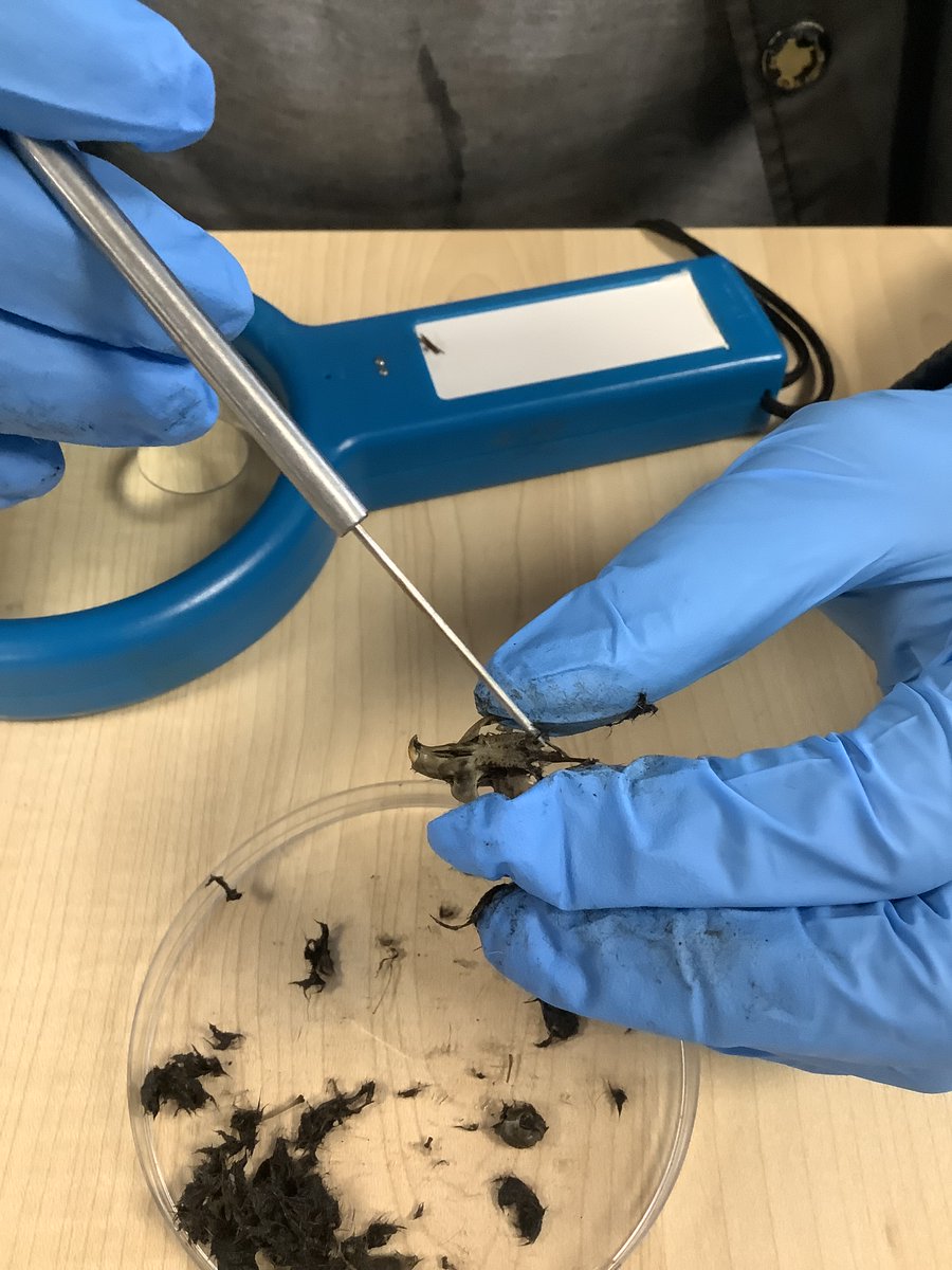 The class then each had a pellet they have to dissect to see what they could find.
The class enjoyed the lesson but quite a few did not like the smell!📷