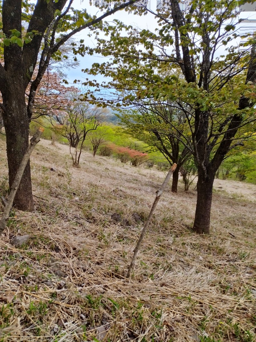 umeturtle's tweet image. 赤城山に登山してきた
陸部だけど、帰って来る時には足がパンパンだったｗ
町の方から登って、４時間で往復!
高校の合宿だったから、友達と沢山話して仲良くなった
#登山 #赤城山