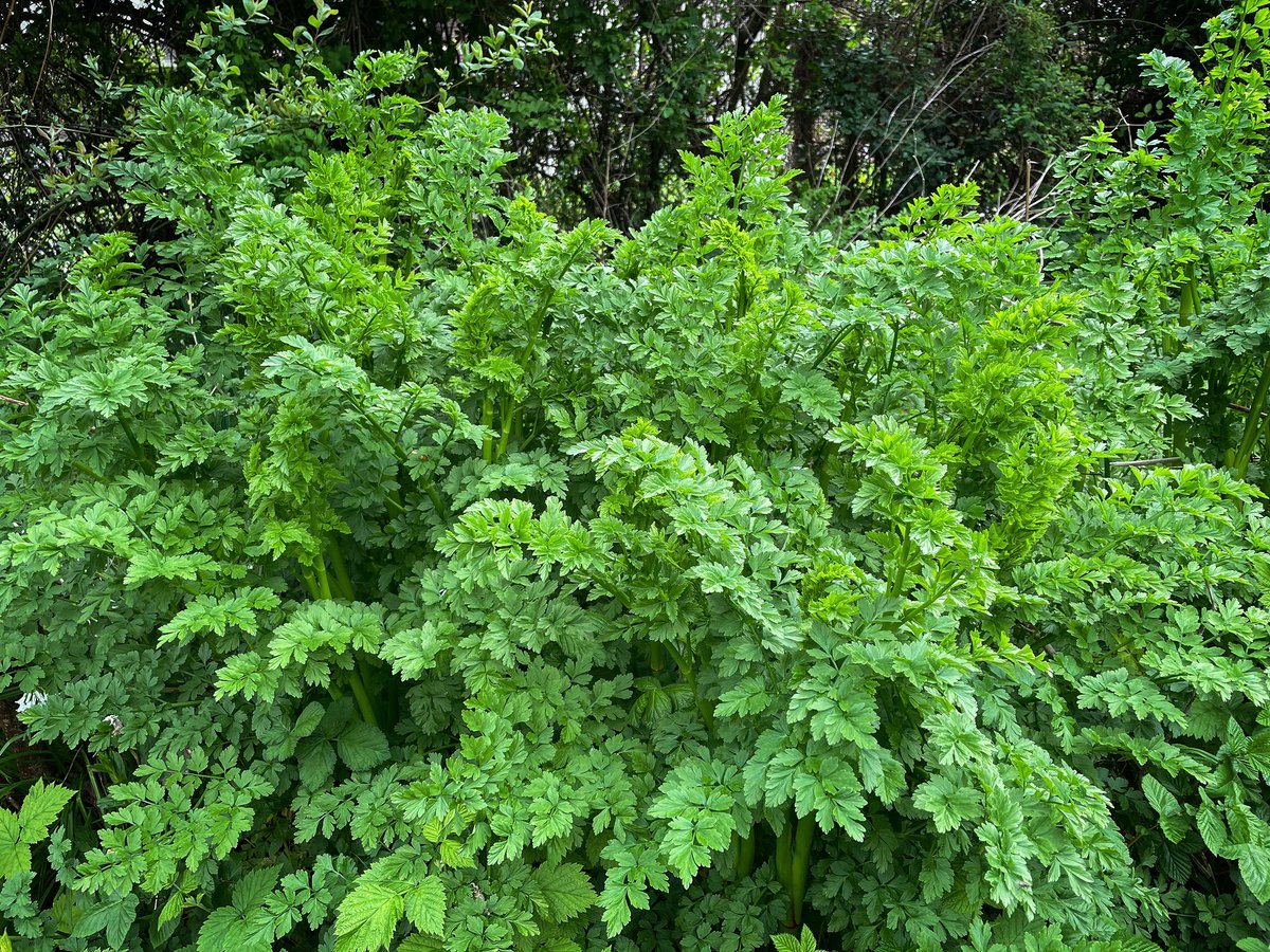 Lush but deadly: hemlock water-dropwort at Tatnam Organic Patch. So easily confused with edible Alexander’s, flat-leaved parsley, wild parsnip, carrot & celery plants. One of the most poisonous plants in the world #foragersbeware #☠️ #umbellifer #hemlock #springplants