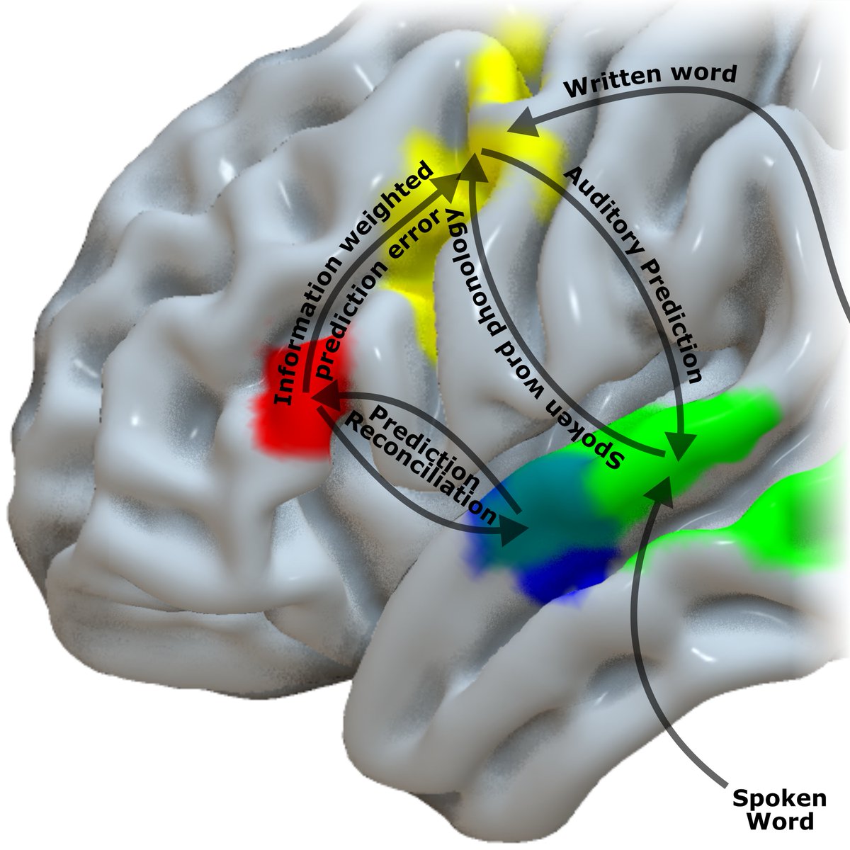 I am delighted to share a major collaborative study between Cambridge, Oxford, London and Newcastle that has really changed my understanding of how the brain predicts and perceives speech, and how this can go wrong in non-fluent aphasia [a thread]
sciencedirect.com/science/articl…
