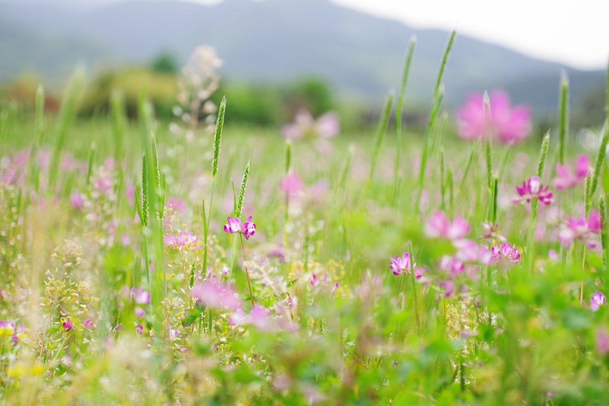 emiripapas's tweet photo. 最近あまり見なくなりました。レンゲ畑を贈ります。PENTAX KFに15mmのLimitedレンズなど。
https://t.co/J1RGeaj9K2 #KAZAL #PENTAX #pentax_kf https://t.co/8nIJqB4ggq