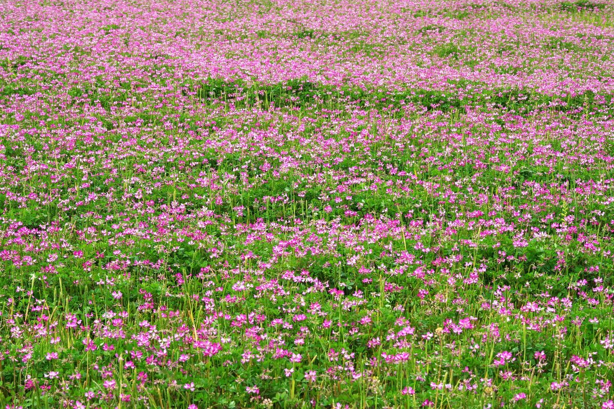 emiripapas's tweet photo. 最近あまり見なくなりました。レンゲ畑を贈ります。PENTAX KFに15mmのLimitedレンズなど。
https://t.co/J1RGeaj9K2 #KAZAL #PENTAX #pentax_kf https://t.co/8nIJqB4ggq