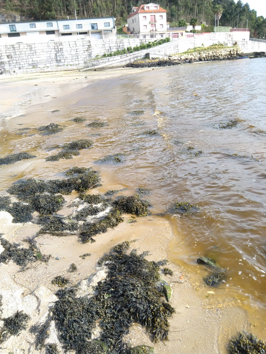 AESAN_gob_es's tweet photo. ☀️Este fenómeno sucede en condiciones favorables: temperatura, viento, influencia del agua dulce que aporta nutrientes y estabilidad en superficie. 
👩‍🔬Personal del @IEOVigo y @AESAN_gob_es participan en los muestreos para estudiar este fenómeno tóxico. https://t.co/la6kIPbz7x