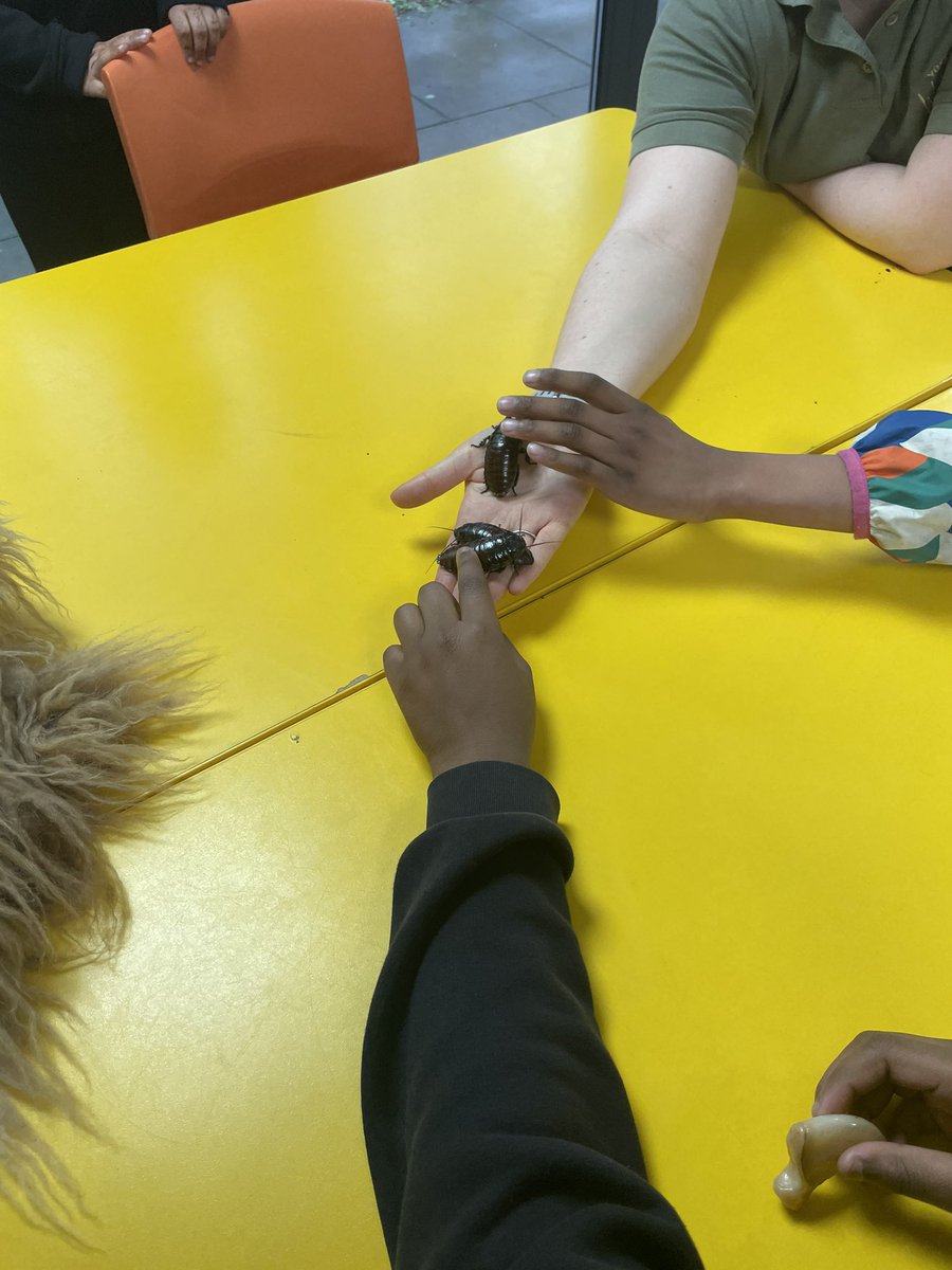 MissMackenzie20's tweet photo. At @YorkshireWP we are doing our animal habitats workshop!! Look at all the amazing animals we got to touch! @DixonsMP https://t.co/CtE9m8eOyw