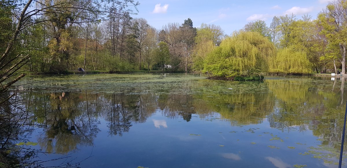 Baeche_Fluesse's tweet photo. @goetageblatt #Göttingen 
... und der #Levinteich verlandet auch zusehends und ist aktuell stark veralgt. Im Herbst Sommer/Herbst steht dann wieder eine Algenblüte an. Und manche Bürger füttern die Wasservögel immer noch mit Unmengen an Brot, Chips.... https://t.co/nECG8fB9xW