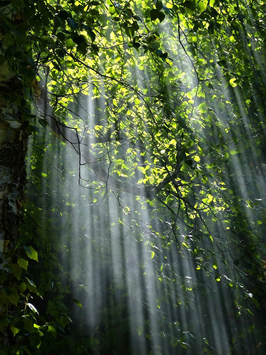 arboles_magicos's tweet photo. La luz que se filtra entre las hojas de los árboles, conocida como "komorebi", es suave y difusa, con tonos cálidos y dorados. Baila en el viento y crea patrones cambiantes en el suelo cubierto de hojas, transmitiendo una sensación de tranquilidad y armonía con la naturaleza. https://t.co/DxrYyNnJiL