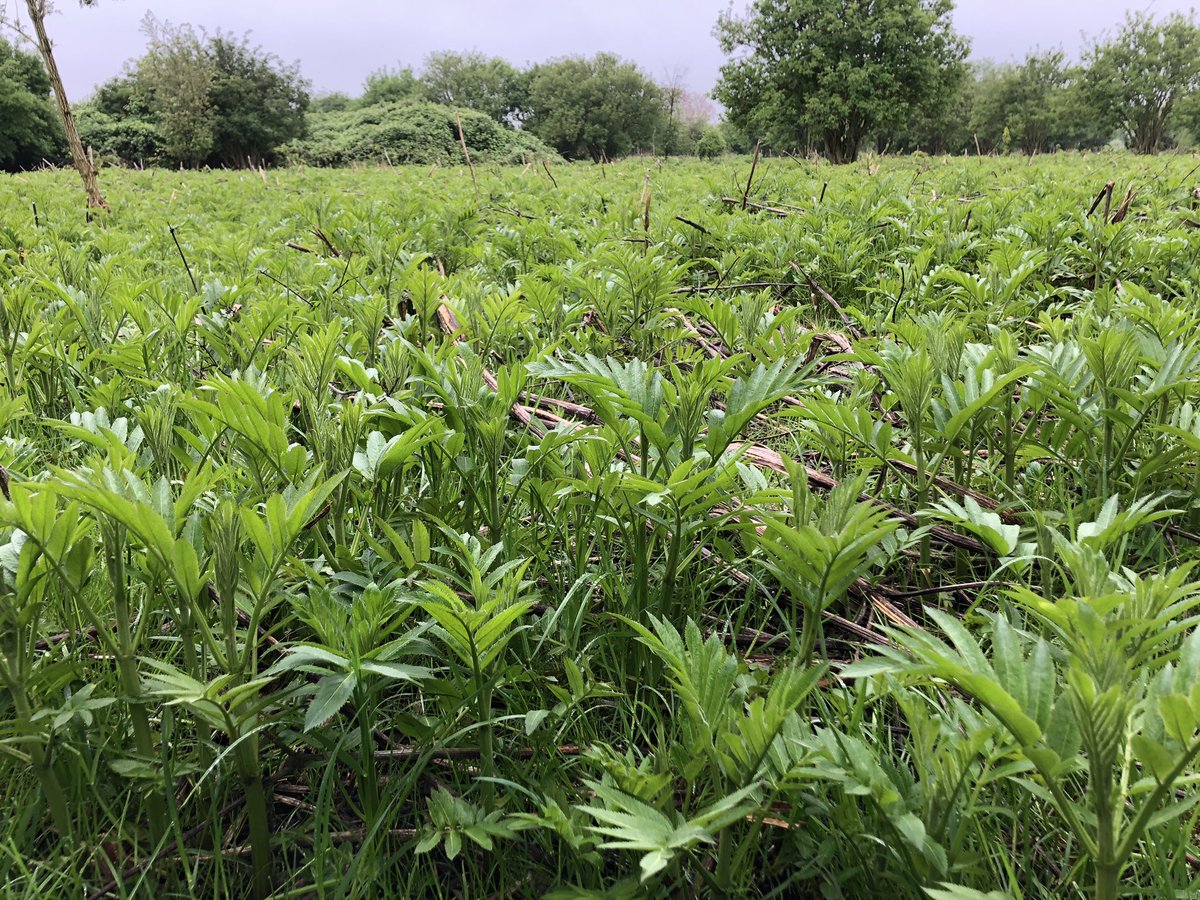 Van 30 planten in 2007 naar ca 75000 nu: de zeldzame kruidvlier heeft het duidelijk naar zijn zin op #deStaart! <a href="/FREE_Nature/">FREE Nature</a> @HW_Landschap <a href="/gemeenteHW/">gemeenteHW</a>
