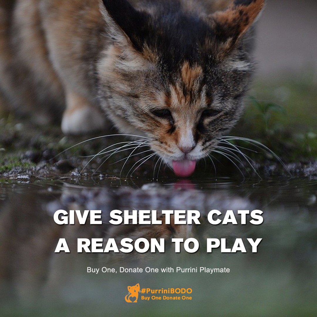 PurriniPlaymate's tweet photo. 🐱❤️The Buy One Donate One event is on! Order Prrini Playmate in May and we’ll donate one Cabin Set to a 🐱🏠. PP is the best pet toy ever - fun, creative, eco-friendly. Don’t miss this chance to get PP and help rescue cats!

➡️https://t.co/XCWTfITmSV

#rescuecats #catlovers #cat https://t.co/1cpjvn3sBU