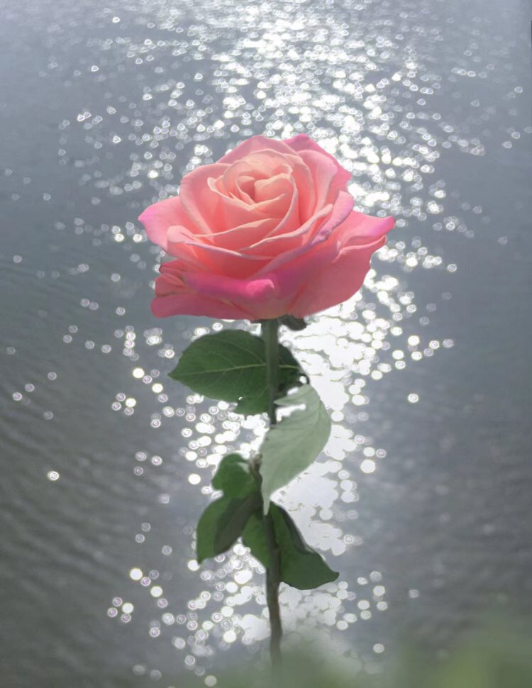 rose for you <3