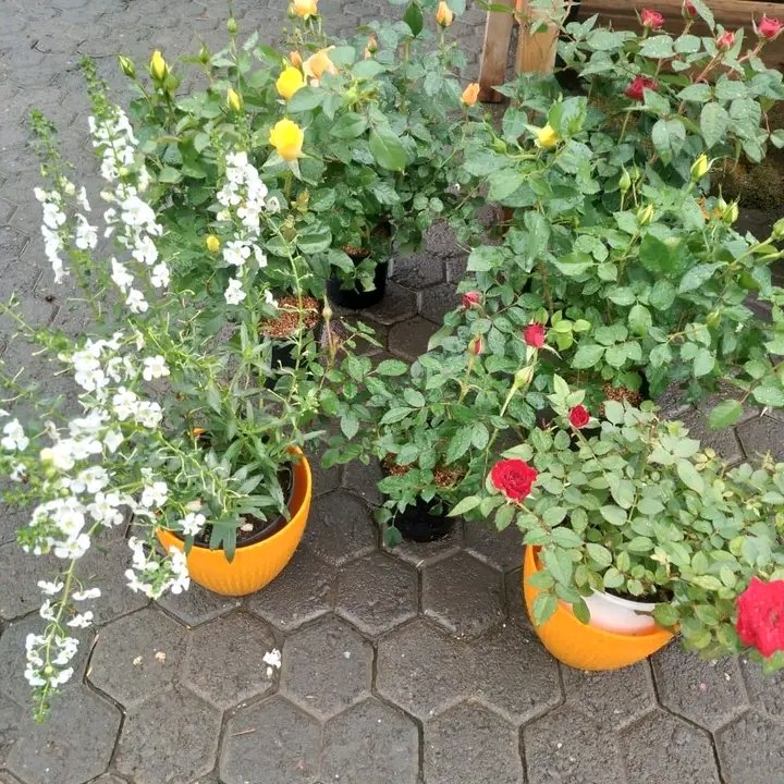BflowersKE's tweet photo. Brrrrr..... the rains are finally here. Spruce up your balcony and garden with our assorted rose plants.

 rose plants for Ksh.750/-

Make your orders:
☎️0113669203
☎️0787991550

Visit our website:
https://t.co/t1UFOFVVIc

#roseplants
#Roses2023 https://t.co/KW3lr1PCIs