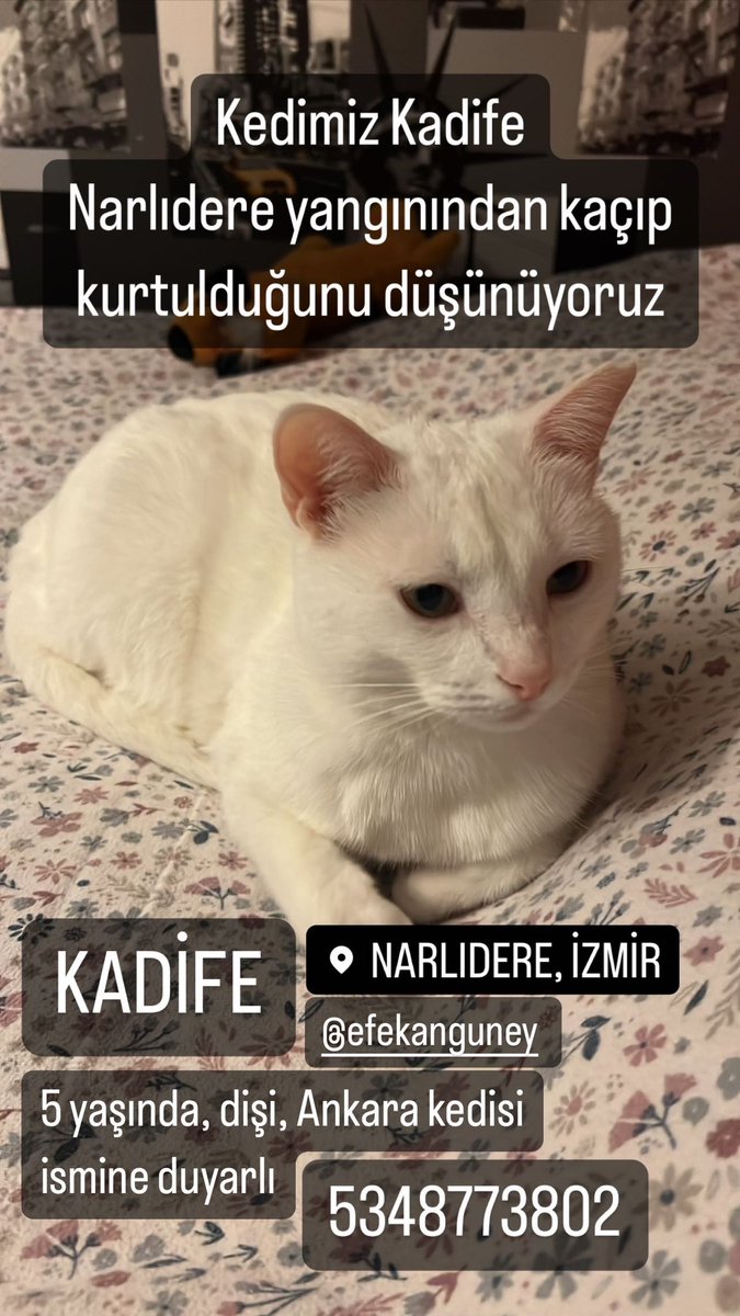 efekanguneey's tweet photo. #izmir #narlıdere #yangın https://t.co/JjvxWbV8Et