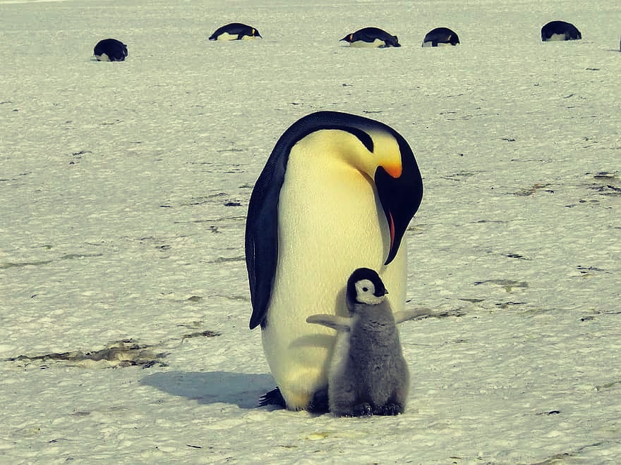 laurensvalen's tweet image. ¡El abrazo!
📸Pikist
#nature #antartida #pinguino #HearYourselfBook #infhear  escuchate.es