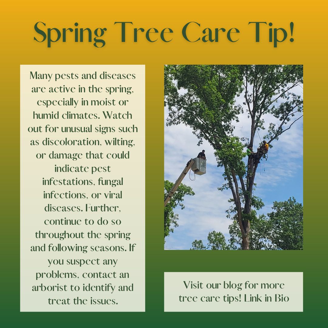 Timberworkstree's tweet image. With the spring rain watch out for pests and diseases! This damp season is perfect climate for unwanted visitors to your trees. #virginiatrees #vatreecare #springtreecare #spring