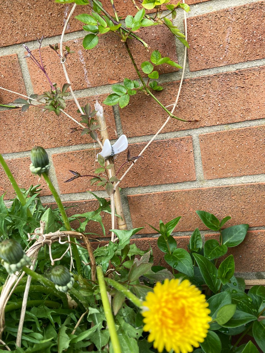 madeleinemaste4's tweet photo. @A_AMilne They all grow free for me
outfront
outback
I’ll never lack
for a bloom 🌿💦💕
There’s plenty of room
you see ☀️🐝💦💕
#justbee https://t.co/mcuyhpAzvW