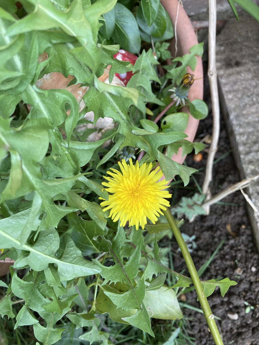 madeleinemaste4's tweet photo. @A_AMilne They all grow free for me
outfront
outback
I’ll never lack
for a bloom 🌿💦💕
There’s plenty of room
you see ☀️🐝💦💕
#justbee https://t.co/mcuyhpAzvW