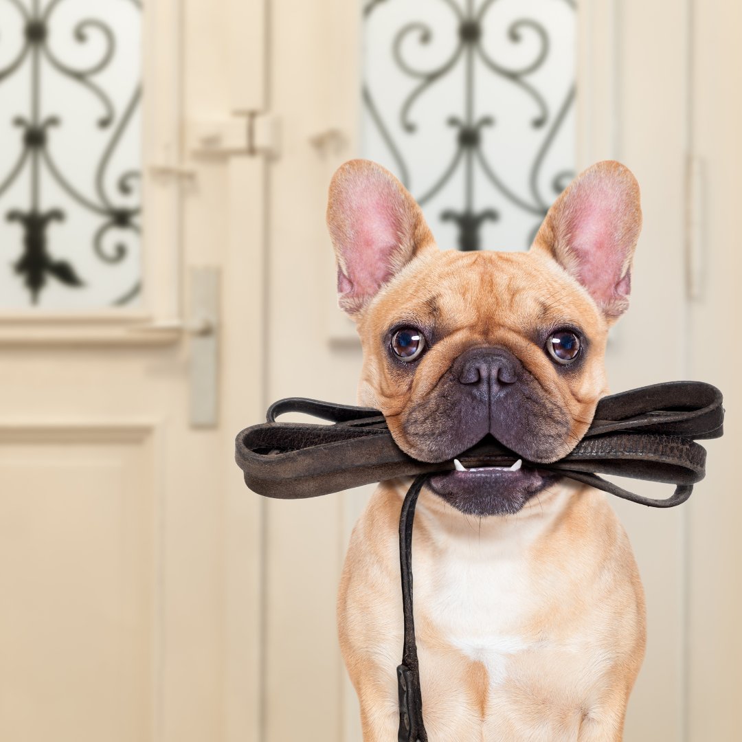 Which is your favorite dog-friendly spot in the Richmond area? venturerichmond.com/news/dog-frien… #rvadog #doodycalls