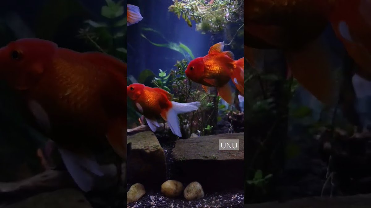 Aquariums: #peace #goldfish #aquarium #acuarioplantado #oranda_gold_fish #plantedtank

flakefood.com/407104/aquariu…