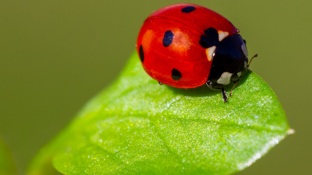 City Nature Challenge is back! Join nature lovers this weekend by capturing photos of local wildlife and help conservation efforts across the UK. No expert knowledge needed. Find out more 👉 fal.cn/3xNUA