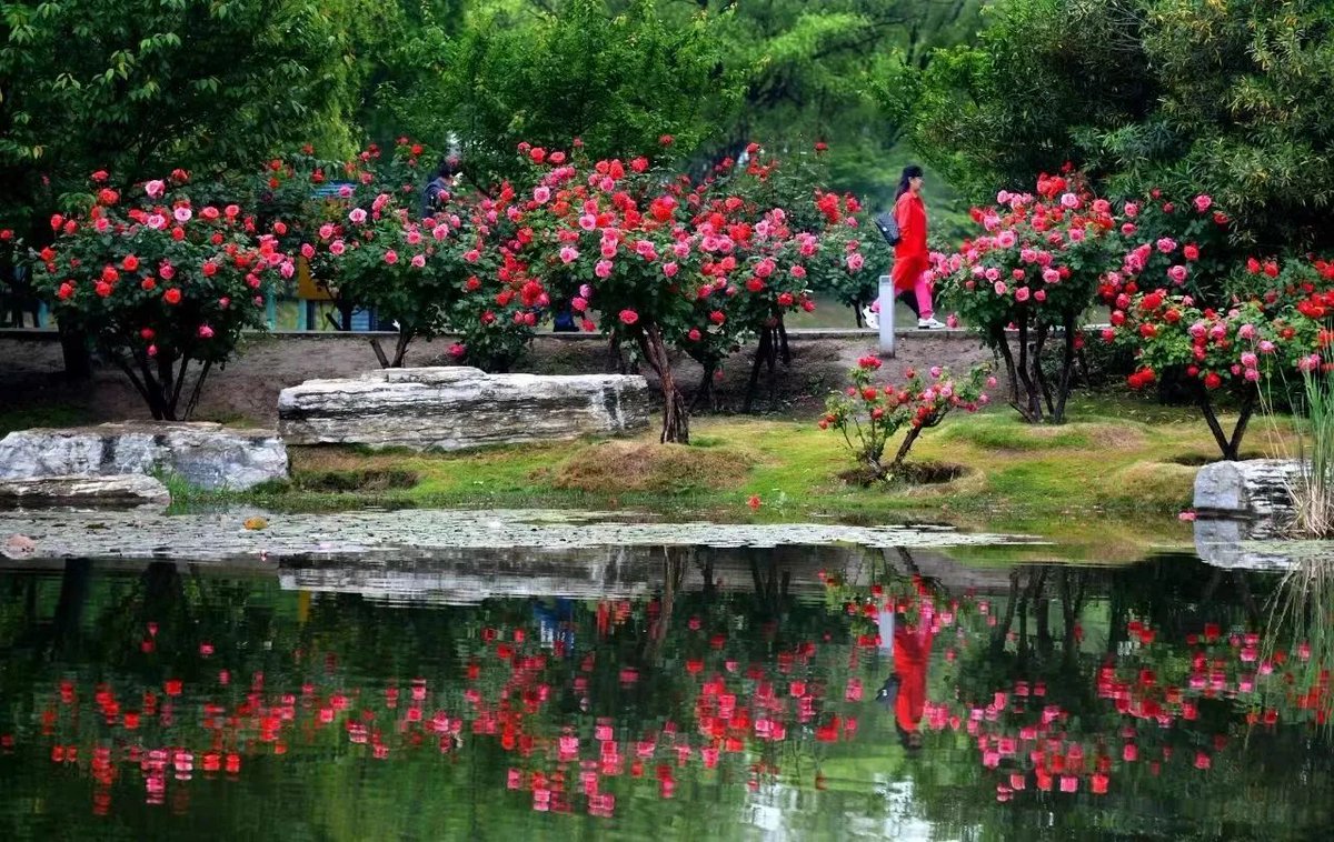 Visit_Henan's tweet image. Good evening~
The Chinese #rose is in bloom in Zhengzhou.#SpringinHenan