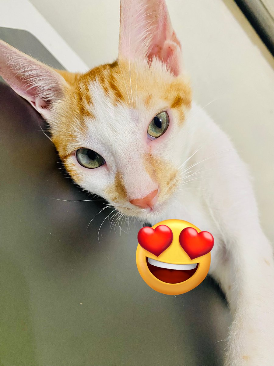 OfficialAlisah's tweet photo. Bingo: MeowMy, youβve been working all day. Can we pway? π½π #25Cats10Dogs #FurryLove #Furrent #Furbabies #ProudPuspin #AdoptDontShop https://t.co/NHFbaqhpsD