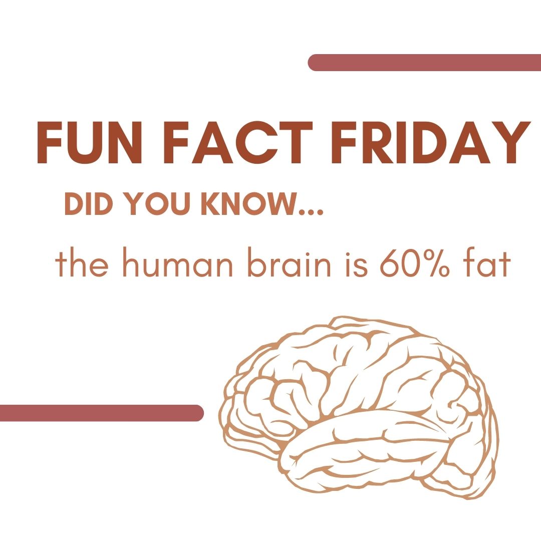 njpni_'s tweet image. Happy Fun Fact Friday! The next time you hear someone say that fat is bad for you, remember that your brain needs it to thrive! 🧠 #funfactfriday #brainhealth #essentialfattyacids #healthyfats #nutrition