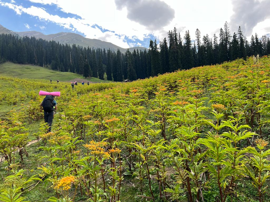MehalMumtaj's tweet photo. #KupwaraAdventures
#ExploreKupwara
#KupwaraEscapades
#DiscoverKupwara
#KupwaraParadise https://t.co/Jewej8mE9X