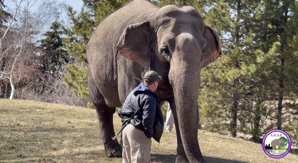 ursulasaarniit's tweet photo. Please investigate animal cruelty in the case of #Lucy at EVZoo &amp; possible contraventions of the Alberta Animal Protection Act @ABDanielleSmith @Edmontonsun @thestaredmonton @CTVNews @ab_primetimes #Sanctuary4Lucy https://t.co/jZWSgf5YG6