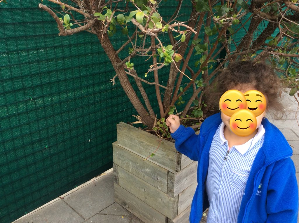 Foxfield Year 1 Hazel tweet media