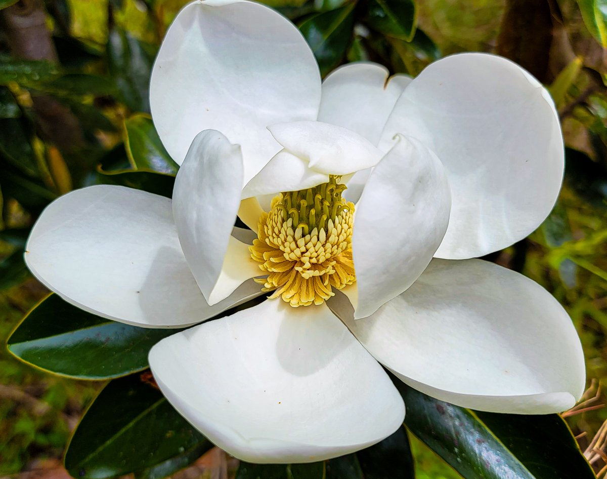 calgriffin's tweet photo. We Love our Magnolias in the Lowcountry of Colleton County! I took these photos yesterday at Wildwood Farms in Walterboro, SC.  

#Lowcountry #Lowcountryliving #calgriffin #allcountryrealestate #weknowcolleton https://t.co/PDtOFPJniM