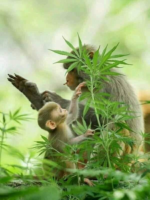 Master growers at work